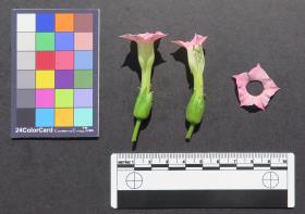 Click for 3 image(s) for this accession. FLOWER